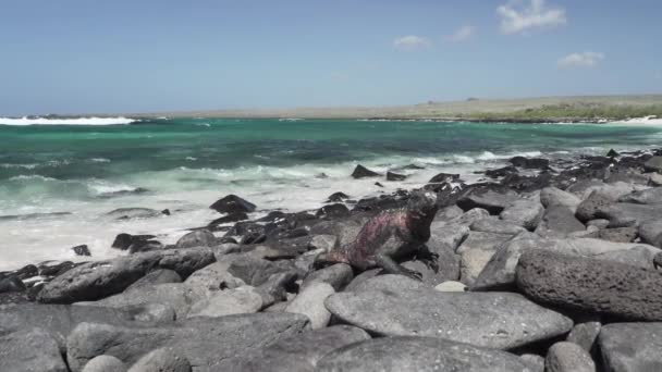 Mořský Leguán Amblyrhynchus Cristatus Také Moře Slaná Voda Nebo Galapágy — Stock video