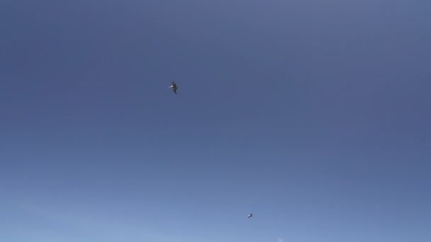 Γκαλαπάγκος Μπράουν Πελεκάνος Πετούν Κατά Μήκος Των Ακτών Των Νησιών — Αρχείο Βίντεο