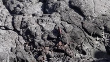 Deniz iguanası, Amblyrhynchus kristali (ayrıca deniz, tuzlu su veya Galapagos deniz iguanası olarak da bilinir), sadece Galapagos adalarında bulunan su altında beslenen tek kertenkele türüdür..