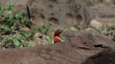 Microlophus albemarlensis, Galapagos lav kertenkelesi, diğer adıyla Albemarle lav kertenkelesi, Ekvador 'un Galapagos Adaları' na endemiktir..