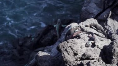 Deniz iguanası, Amblyrhynchus kristali (ayrıca deniz, tuzlu su veya Galapagos deniz iguanası olarak da bilinir), sadece Galapagos adalarında bulunan su altında beslenen tek kertenkele türüdür..