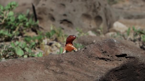微食肉动物白斑蜥蜴 Microlophus Albemarlensis 是厄瓜多尔加拉帕戈斯群岛特有的一种蜥蜴 Albemarle Lava Lizard — 图库视频影像