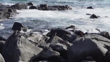 bir deniz iguanası, Amblyrhynchus kristali, deniz, tuzlu su, veya Galapagos deniz iguanası ve Galapagos deniz aslanı, Zalophus wollebaeki, Galapagos adalarının beyaz kumsalında.