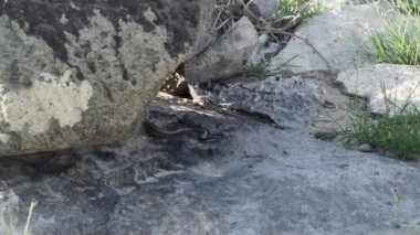 Galapagos yarışçısı, Pseudalsophis biserialis, Galapagos adalarına özgü bir yılan, büyük lav kayalarının altında saklanıyor..