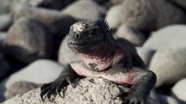 Deniz iguanası, Amblyrhynchus kristali (ayrıca deniz, tuzlu su veya Galapagos deniz iguanası olarak da bilinir), sadece Galapagos adalarında bulunan su altında beslenen tek kertenkele türüdür..