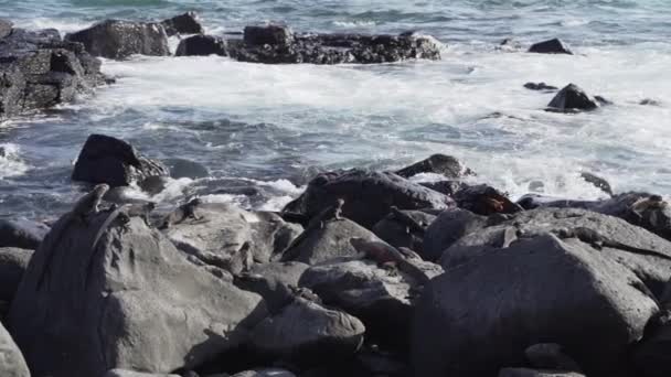 Een Zeeleguaan Amblyrhynchus Cristatus Ook Zee Zoutwater Galapagos Zeeleguaan Galapagos — Stockvideo