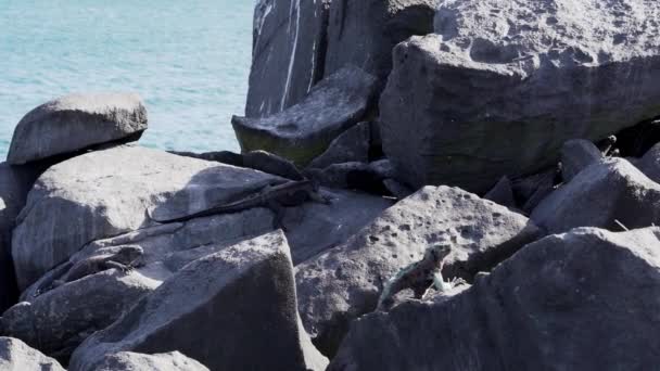 Marine Iguana Amblyrhynchus Cristatus Also Sea Saltwater Galapagos Marine Iguana — Vídeo de stock