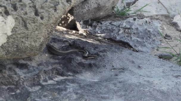 加拉帕戈斯赛车手 伪巨蛇 是加拉帕戈斯群岛特有的一种蛇 隐藏在巨大的熔岩之下 — 图库视频影像