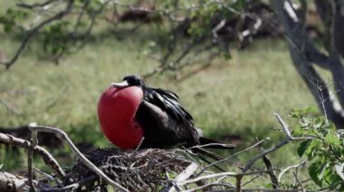 Fregata magnificens, büyük siyah bir deniz kuşunun yavaş çekim gücü, karakteristik kırmızı bir kesesi vardır. Şişirilmiş çuvallı erkek firkateyn kuşu, Galapagos adaları, Ekvador, Güney Amerika