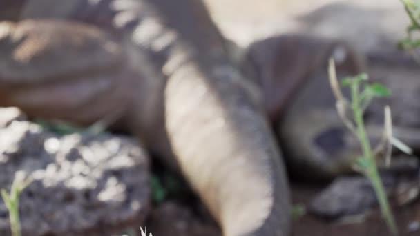Замедление Движения Желтой Галапагосской Сухопутной Игуаны Известной Drusenkopf Conolophus Subcristatus — стоковое видео