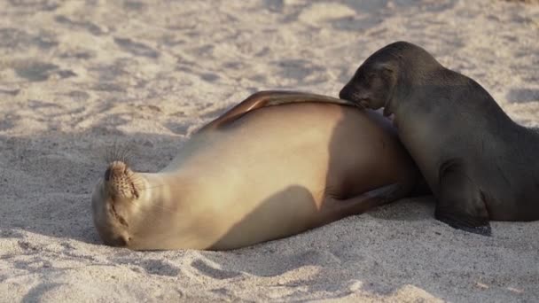 Cățeluș Pui Leu Galapagos Zalophus Užbaeki Care Suge Plaja Nisip — Videoclip de stoc