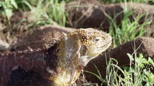 Powolny Ruch Żółtego Galapagos Land Iguana Znany Również Jako Drusenkopf — Wideo stockowe