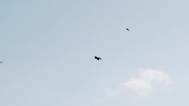 Rallentatore Uccello Frigatebird Magnifico Fregata Magnificens Grande Uccello Marino Nero — Video Stock
