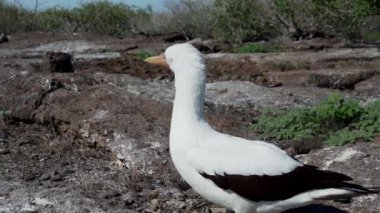 Nazca bubi, sula granti, Ekvador 'un Pasifik Okyanusu' ndaki Galapagos adalarında yuva yapan beyaz bir deniz kuşu..