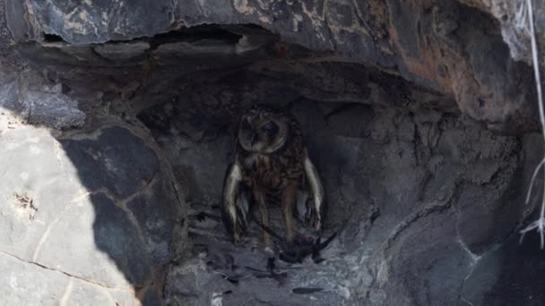 Κουκουβάγια Των Γκαλαπάγκος Asio Galapagoensis Κάθεται Μια Μικρή Σπηλιά Θήραμά — Αρχείο Βίντεο