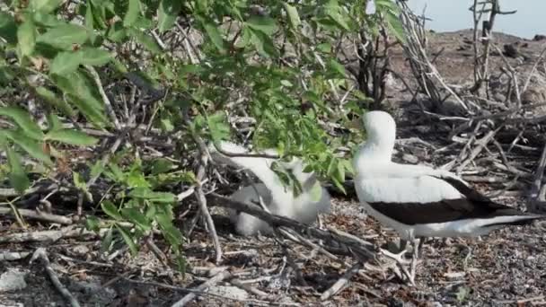Nazca Booby Sula Granti Ein Weißer Seevogel Der Seine Küken — Stockvideo