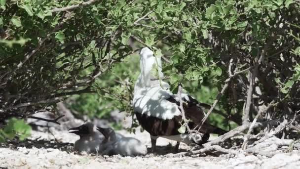 Nazca Booby Sula Granti Chicks Fighting Each Other Survival Galapagos — Stock Video