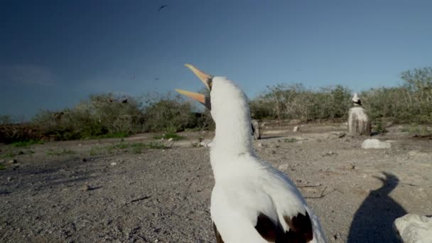 エクアドルの太平洋のガラパゴス諸島に巣立っている白い海鳥ナスカ ブービー — ストック動画