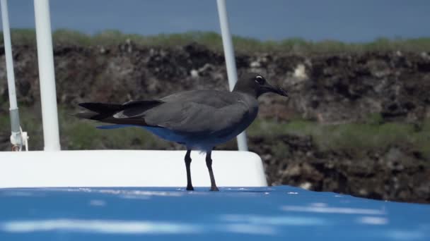 Meeuw Leucophaeus Fuliginosus Een Zeemeeuw Die Voorkomt Galapagoseilanden Ecuador — Stockvideo