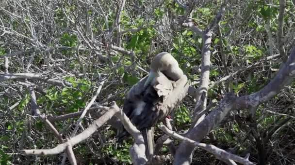 Rotfußtölpel Sula Sula Sitzt Gebüsch Der Insel Genovesa Pazifik Der — Stockvideo