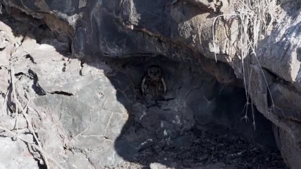 Búho Orejudo Corto Galápagos Asio Galapagoensis Sentado Una Pequeña Cueva — Vídeo de stock