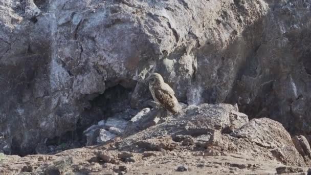 Búho Orejudo Corto Galápagos Asio Galapagoensis Sentado Sombra Una Roca — Vídeo de stock