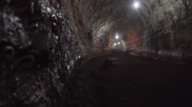 yavru siyah uçlu resif köpekbalığı Galapagos adalarının mangrovlarında yüzüyor..