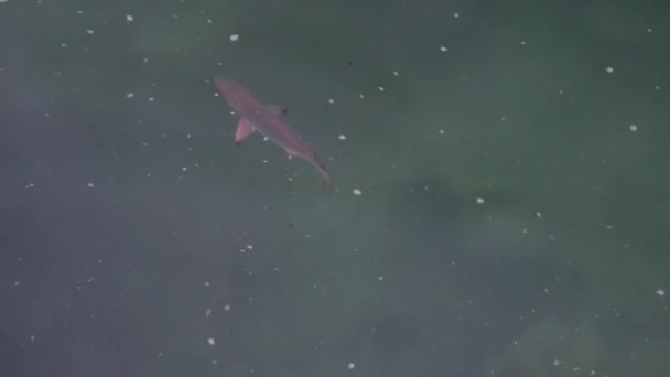 Μικρός Καρχαρίας Του Ύφαλου Που Κολυμπάει Στα Μαγκρόβια Των Νησιών — Αρχείο Βίντεο