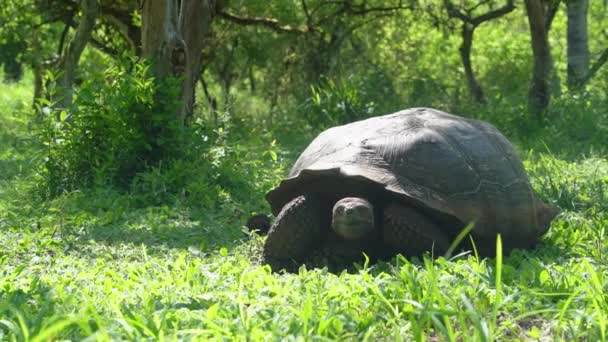 Die Galapagos Riesenschildkröte Chelonoidis Niger Ist Eine Reptilienart Die Auf — Stockvideo