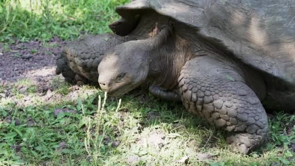 Tartaruga Gigante Delle Galapagos Chelonoidis Niger Una Specie Rettile Endemica — Video Stock