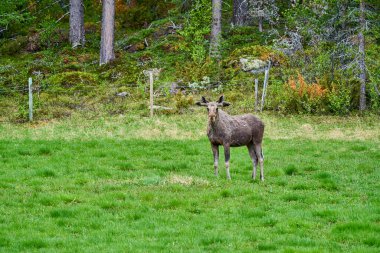 İskandinav geyiği boynuzlarıyla bir çayırda duruyor ve Norveç, İskandinavya 'da bir ormanın kenarında graning yapıyor..