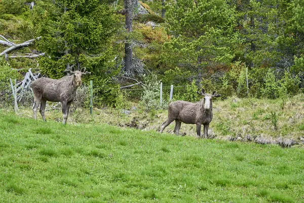 Skandinav Geyiği Boynuzlarıyla Bir Çayırda Duruyor Norveç Skandinavya Bir Ormanın — Stok fotoğraf