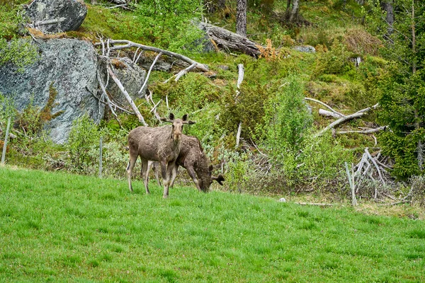 Skandynawski Łoś Porogami Stojący Łące Pasący Się Skraju Lasu Norwegii — Zdjęcie stockowe