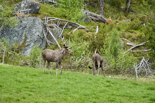 İskandinav geyiği boynuzlarıyla bir çayırda duruyor ve Norveç, İskandinavya 'da bir ormanın kenarında graning yapıyor..