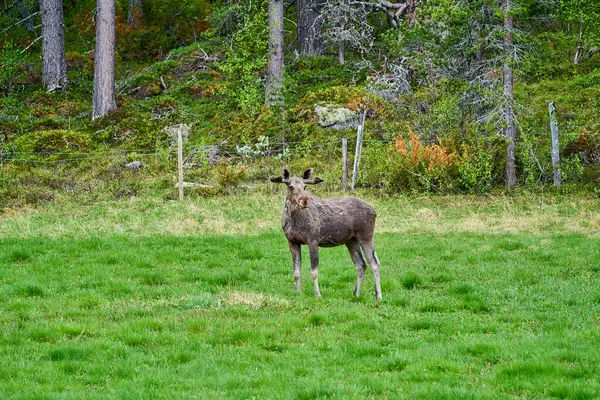 Alce Escandinavo Con Astas Pie Prado Granizado Borde Bosque Noruega —  Fotos de Stock