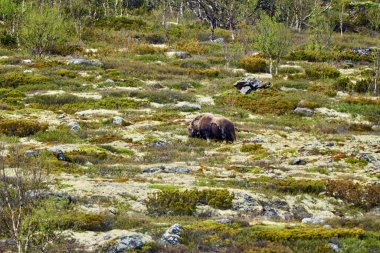 Muskox, Ovibos Moschatus, Norveç 'in dağlık bölgelerindeki güvercin reçelinin subartik tundra manzarasında duruyor.