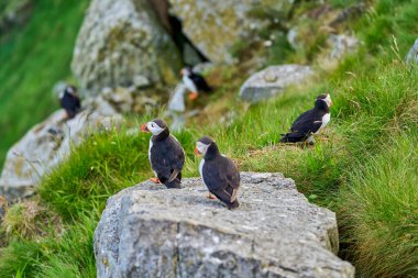 Şirin ve sevimli martı deniz kuşu, kardeş, Runde Adası 'ndaki yüksek uçurumlarda üreyen bir kolonide oturuyor. Norveç' in kuzey Atlantik Okyanusu 'nun kıyısındaki kuşları izlemek için popüler bir turizm merkezi..