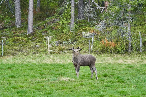 Alce Escandinavo Con Astas Pie Prado Granizado Borde Bosque Noruega — Foto de Stock