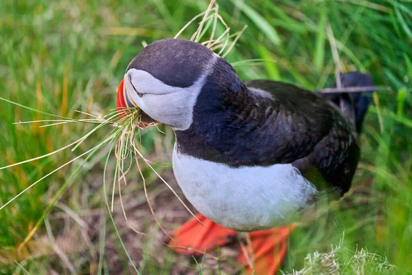 Aves Marinhas Puffin Bonitos Adoráveis Fratercula Coletando Material Nidificação Sua — Fotografia de Stock