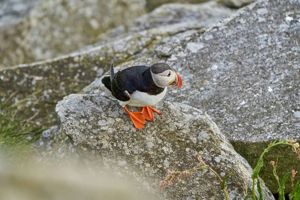 Cute Adorable Puffin Seabird Fratercula Sitting Breeding Colony High Cliff — Stock Photo, Image