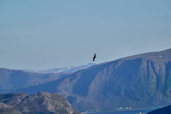 Roztomilý Rozkošný Puffin Mořský Pták Fratercula Létající Proti Jasně Modré — Stock fotografie