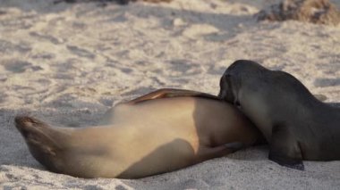 Genç Galapagos deniz aslanı yavrusu Zalophus wollebaeki, Ekvador sahilinin Pasifik Okyanusu 'ndaki Galapagos adalarının kumsalında emziriyor..