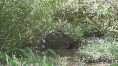 Galapagos dev kaplumbağası Chelonoidis niger, Ekvador Pasifik Okyanusu 'ndaki Galapagos adalarına özgü bir sürüngen türüdür..