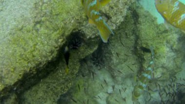 Ekvador 'daki Galapagos adalarının su altı dünyasını keşfetmek için şnorkelle yüzen bir safari.