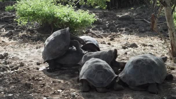 Галапагосский Гигантский Черепаха Chelonoidis Niger Является Видом Рептилий Который Является — стоковое видео