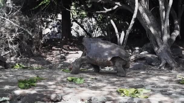 Chelonoidis Niger Een Reptielensoort Die Endemisch Galapagos Eilanden Stille Oceaan — Stockvideo