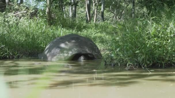 Γιγαντιαία Χελώνα Των Γκαλαπάγκος Chelonoidis Niger Είναι Ένα Είδος Ερπετού — Αρχείο Βίντεο