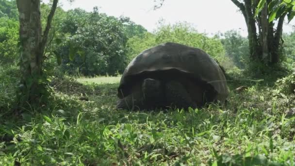 Tartaruga Gigante Delle Galapagos Chelonoidis Niger Una Specie Rettile Endemica — Video Stock