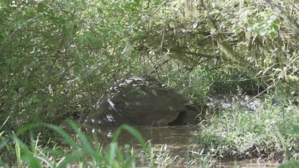 Tortuga Gigante Galápagos Chelonoidis Niger Una Especie Reptil Endémica Las — Vídeo de stock