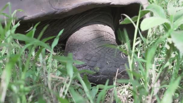Tortue Géante Des Galapagos Chelonoidis Niger Est Une Espèce Reptile — Video